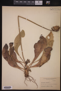 Image Associated With the Occurrence