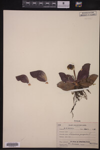 Image Associated With the Occurrence