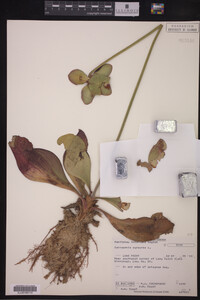 Sarracenia purpurea image