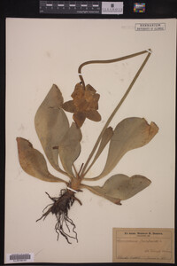 Image Associated With the Occurrence