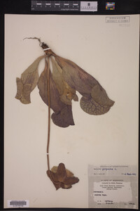 Image Associated With the Occurrence