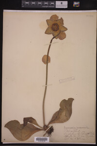 Image Associated With the Occurrence