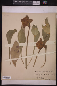 Image Associated With the Occurrence