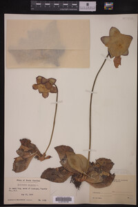 Image Associated With the Occurrence