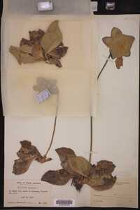 Sarracenia purpurea image