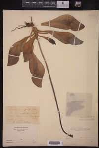 Sarracenia purpurea image
