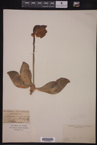 Image Associated With the Occurrence