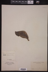 Image Associated With the Occurrence