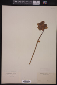 Image Associated With the Occurrence