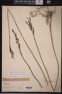 Media resource of Calopogon tuberosus