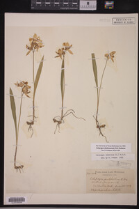 Calopogon oklahomensis image