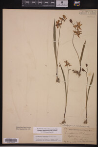 Calopogon oklahomensis image