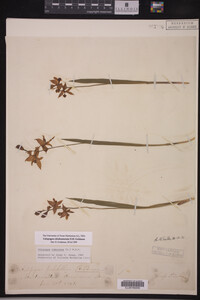 Calopogon oklahomensis image