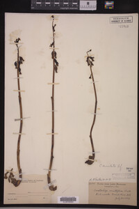 Media resource of Corallorhiza maculata