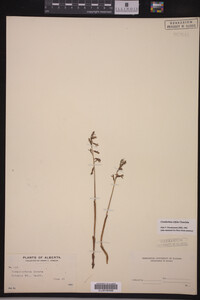 Image of Corallorhiza trifida