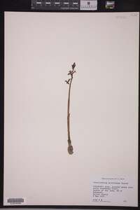 Image of Corallorhiza wisteriana