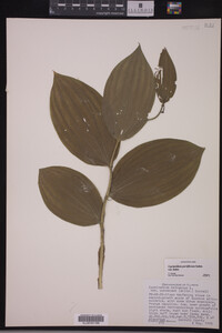 Media resource of Cypripedium parviflorum