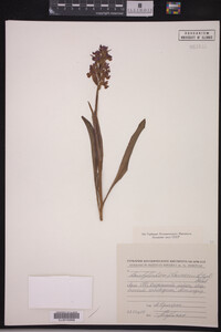 Image Associated With the Occurrence