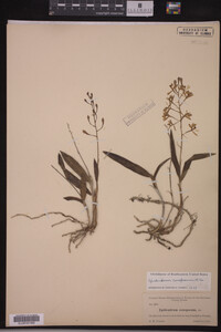 Image of Epidendrum conopseum