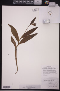 Image Associated With the Occurrence