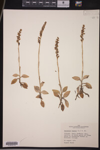 Goodyera repens image