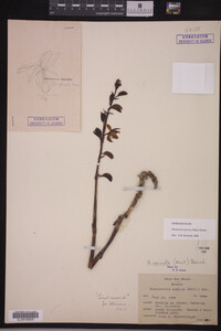 Media resource of Hexalectris spicata
