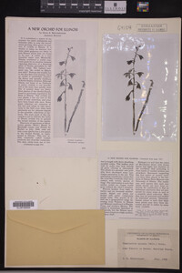 Hexalectris spicata image