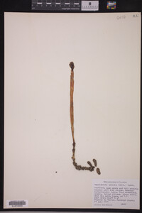 Hexalectris spicata image