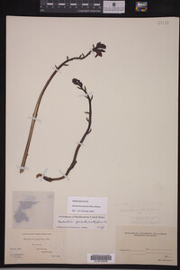 Hexalectris spicata image