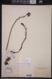 Hexalectris spicata image