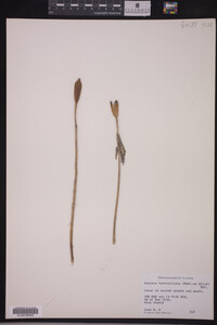 Media resource of Isotria verticillata