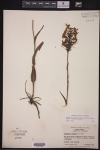 Media resource of Platanthera ciliaris