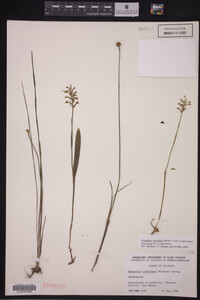 Media resource of Platanthera clavellata