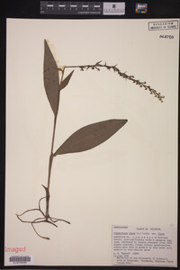 Media resource of Platanthera flava