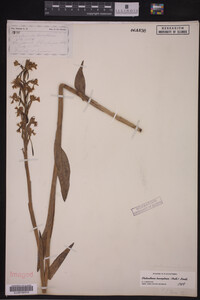 Media resource of Platanthera leucophaea