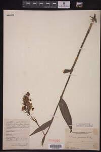 Media resource of Platanthera psycodes