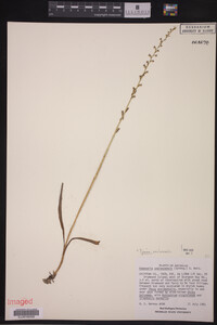Image of Piperia unalascensis