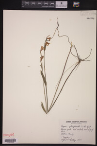 Media resource of Pogonia ophioglossoides