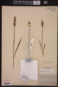 Spiranthes cernua image