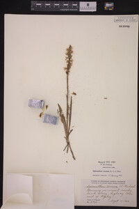 Spiranthes cernua image