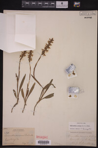 Spiranthes cernua image