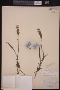 Spiranthes cernua image