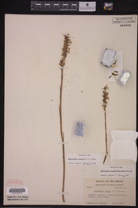 Spiranthes cernua image