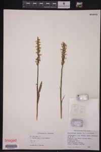 Spiranthes cernua image