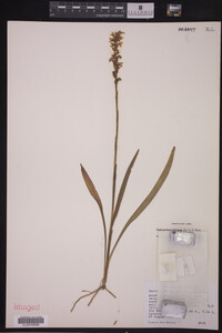 Spiranthes cernua image