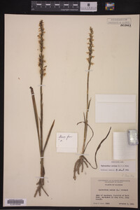 Spiranthes cernua image