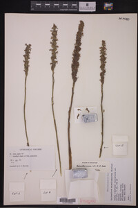 Spiranthes cernua image