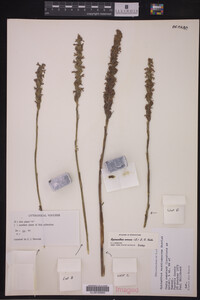 Spiranthes cernua image