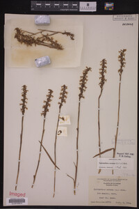 Spiranthes cernua image