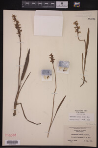 Spiranthes cernua image